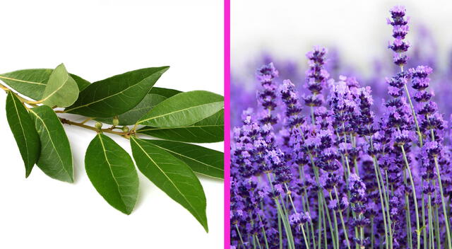 Laurel y lavanda Laurel y lavanda