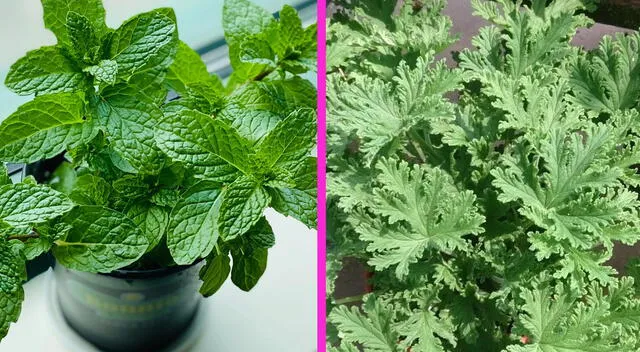 Menta y citronela Menta y citronela
