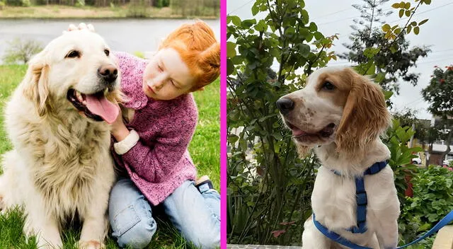 Día del perro Día del perro