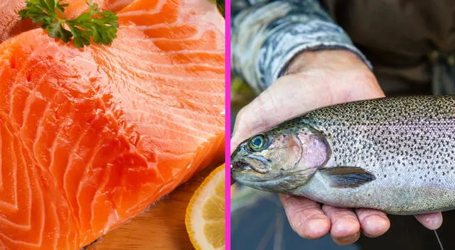 Salmón y trucha Salmón y trucha