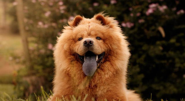 Chow Chow