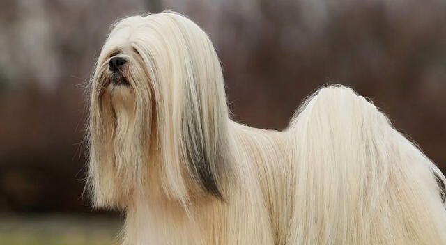 Lhasa Apso