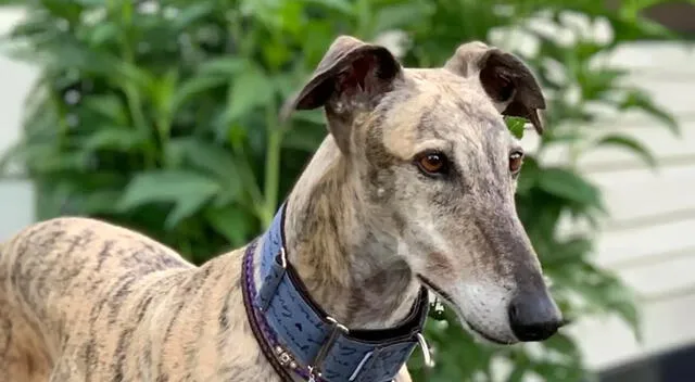 Galgo