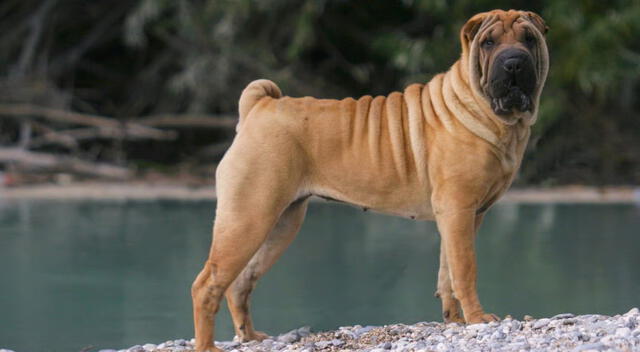 Shar Pei