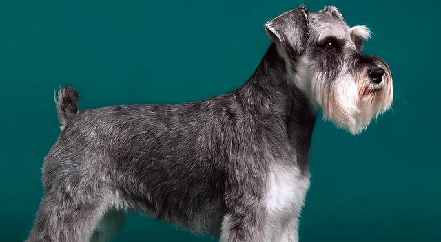 Schnauzer miniatura