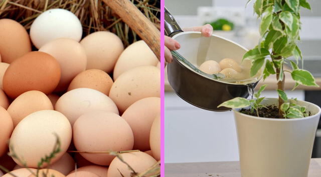 Agua de cocción de huevos Agua de cocción de huevos