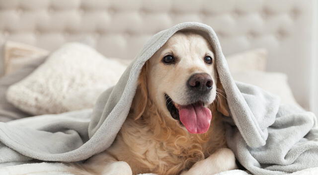 Dormir con tu perro Dormir con tu perro