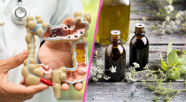 El aceite de orégano mejora la digestión. El aceite de orégano mejora la digestión.