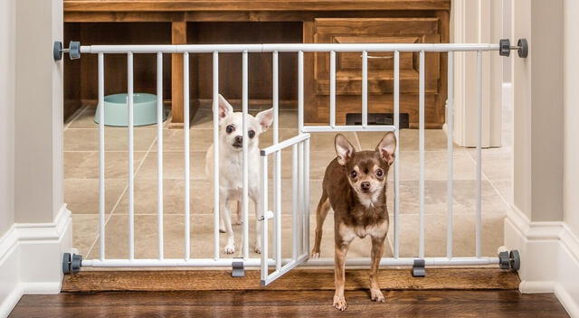 Identificar señales tempranas, como gruñidos o miradas fijas, es clave para prevenir peleas entre perros que conviven.