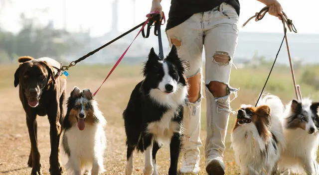 Las peleas entre perros pueden evitarse si se reconocen a tiempo las señales de tensión y se trabaja con guía profesional.