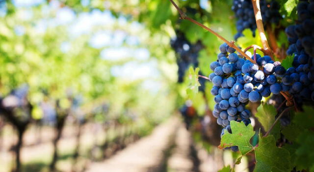 Las uvas no solo previenen el deterioro retiniano, sino que además pueden contribuir a conservar el pigmento macular, esencial para la agudeza visual.