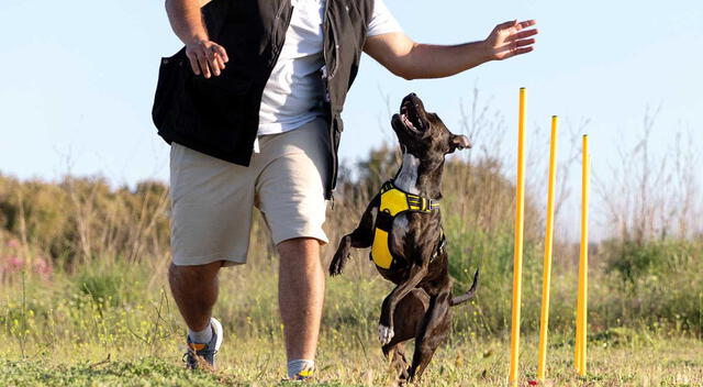 Perro pitbull entrenado
