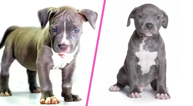 Los pitbulls no son agresivos por naturaleza.