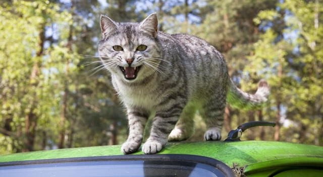El malestar del gato puede manifestarse en conductas agresivas.