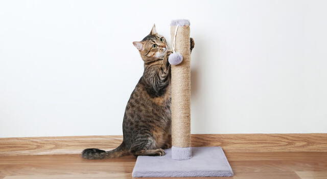 Gato con su rascador