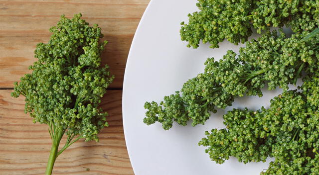 El huauzontle es una planta comestible rica en nutrientes que ayuda a cuidar el hígado, los riñones y los huesos. El huauzontle es una planta comestible rica en nutrientes que ayuda a cuidar el hígado, los riñones y los huesos.