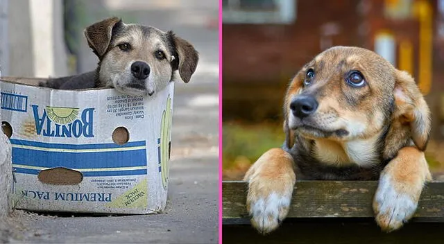Perros abandonados Perros abandonados