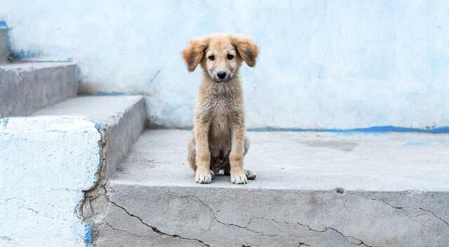 Perrito triste Perrito triste