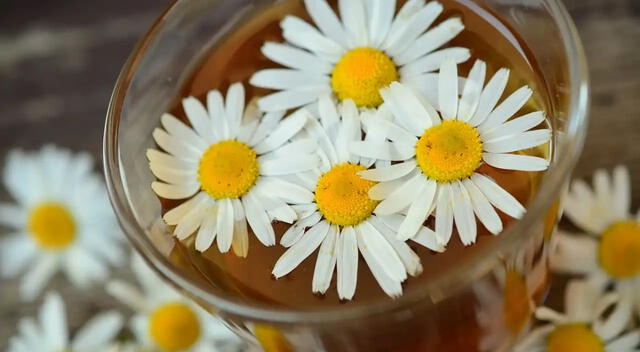 La manzanilla es reconocida por sus efectos antiinflamatorios, relajantes y digestivos, especialmente cuando se combina con anís y un poco de limón. La manzanilla es reconocida por sus efectos antiinflamatorios, relajantes y digestivos, especialmente cuando se combina con anís y un poco de limón.