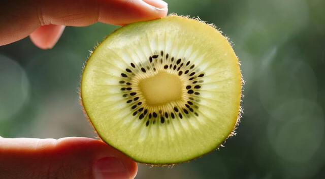 El kiwi es una fruta rica en fibra y enzimas que favorecen la digestión y alivian los síntomas del síndrome del intestino irritable. El kiwi es una fruta rica en fibra y enzimas que favorecen la digestión y alivian los síntomas del síndrome del intestino irritable.