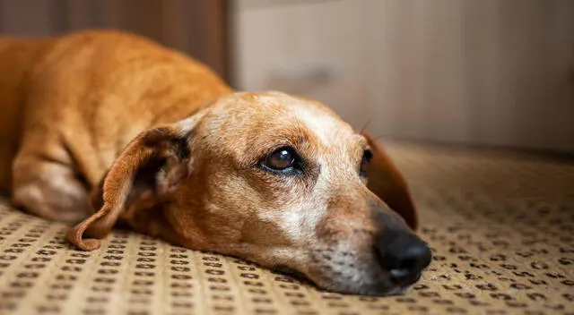 Perrito triste Perrito triste