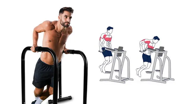 Los fondos en barras paralelas activan múltiples grupos musculares, fortaleciendo especialmente tríceps, deltoides y pectorales.