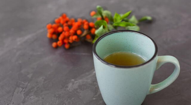 Infusión de hojas secas de congorosa, tradicionalmente usada para aliviar molestias digestivas.