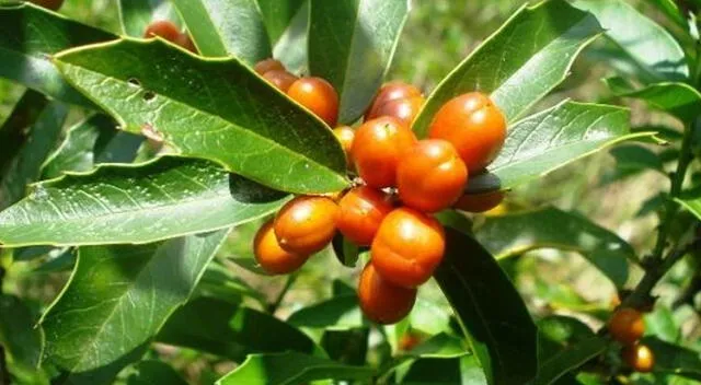 La congorosa es una planta medicinal originaria de Sudamérica, valorada por sus propiedades gastroprotectoras.