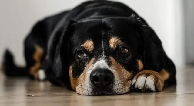 Perro triste