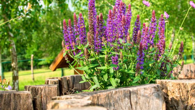La salvia es una planta medicinal ampliamente investigada por sus efectos positivos sobre la salud cerebral. La salvia es una planta medicinal ampliamente investigada por sus efectos positivos sobre la salud cerebral.
