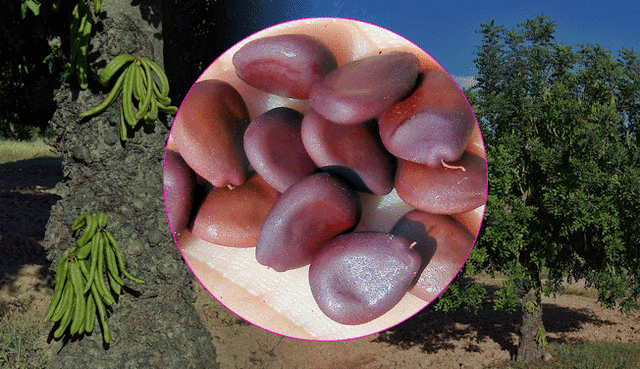Descubre los beneficios del algarrobo. Foto: composición GLR/difusión Descubre los beneficios del algarrobo. Foto: composición GLR/difusión