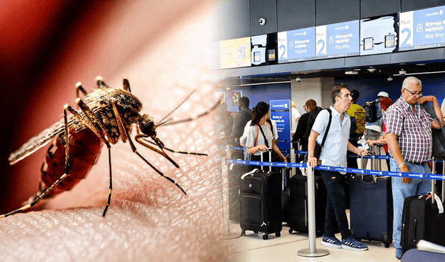 La herramienta más eficaz para evitar la fiebre amarilla en Perú es la vacunación. La herramienta más eficaz para evitar la fiebre amarilla en Perú es la vacunación.