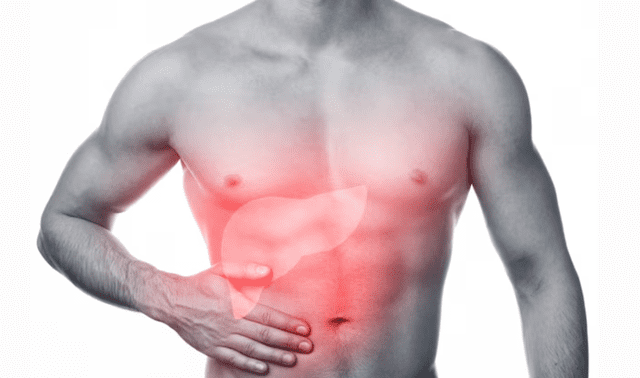 El hígado regula cientos de funciones vitales, como el equilibrio de glucosa en sangre, la síntesis de proteínas y la depuración de compuestos dañinos.