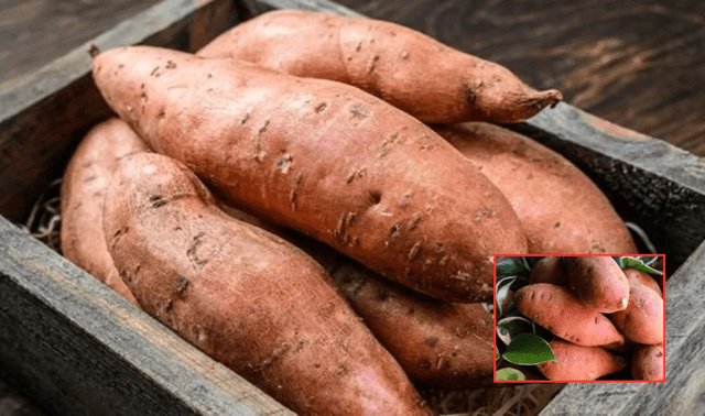 La batata se destaca por su elevada concentración, superando incluso a alimentos reconocidos como el plátano o el aguacate. La batata se destaca por su elevada concentración, superando incluso a alimentos reconocidos como el plátano o el aguacate.
