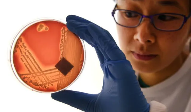 El gen npmA2 en bacterias peligrosas como Clostridioides difficile y Enterococcus faecium representa un riesgo creciente para hospitales y comunidades. El gen npmA2 en bacterias peligrosas como Clostridioides difficile y Enterococcus faecium representa un riesgo creciente para hospitales y comunidades.