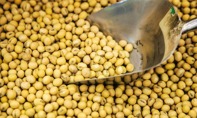 La soja contiene más proteínas por cada 100 gramos que las lentejas, los garbanzos e incluso el pollo, según expertos. La soja contiene más proteínas por cada 100 gramos que las lentejas, los garbanzos e incluso el pollo, según expertos.