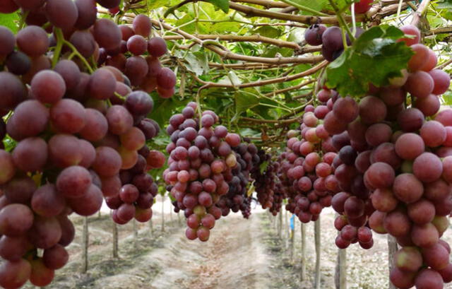 Los compuestos presentes en las uvas ayudan a reducir el daño oxidativo que sufren los tejidos oculares con el paso del tiempo. 
