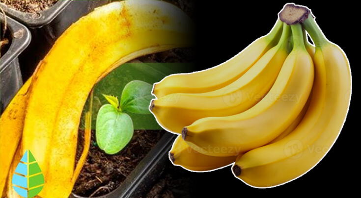 Conoce los múltiples usos de la cáscara de plátano.