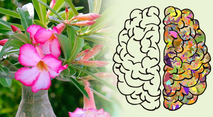 La planta que mejora la memoria y potencia la plasticidad neuronal.