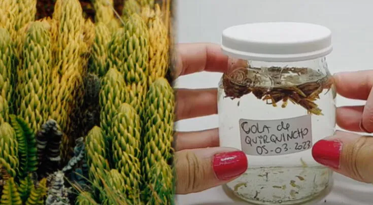 El poder oculto de una planta autóctona de América del Sur.