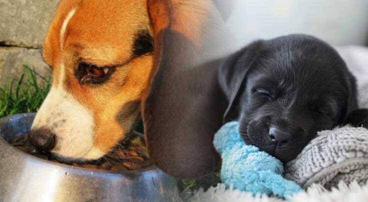 Las mascotas: un remedio natural para el corazón.