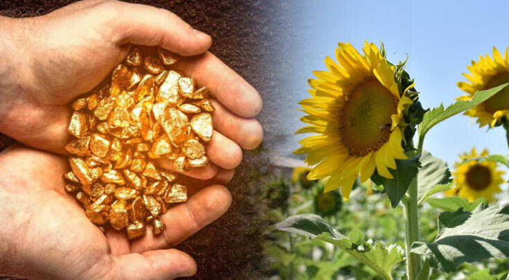 Descubren planta que extrae oro del suelo solo con cultivarla.