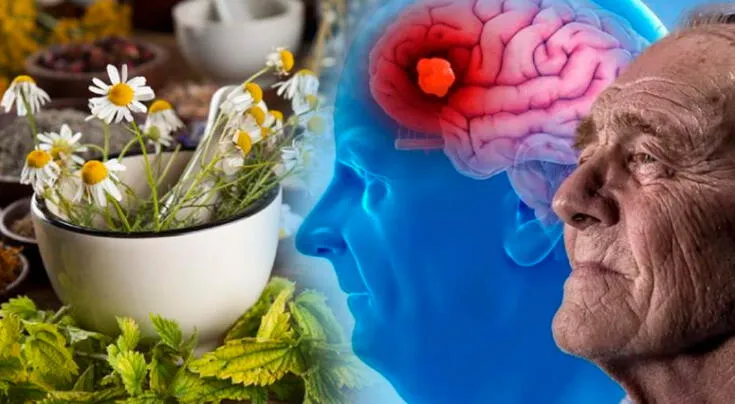 La planta medicinal que combate el Alzheimer y fortalece la memoria.