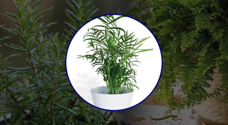 La naturaleza como aliada para un hogar limpio y fresco.