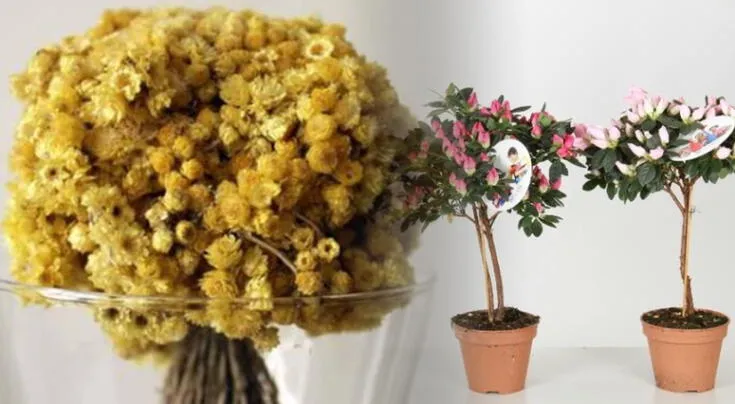La fusión perfecta: diseño y naturaleza en armonía.