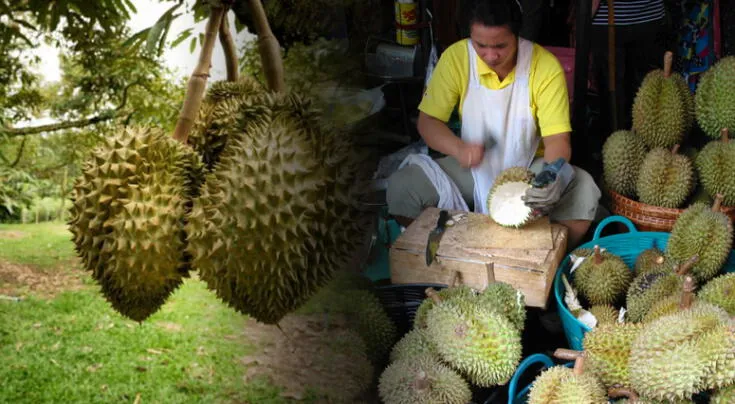 El durián: el “rey de las frutas” con fama de apestoso.