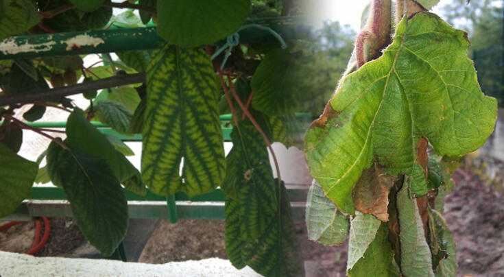 Tener frutales en casa mejora la calidad del aire en tu hogar.