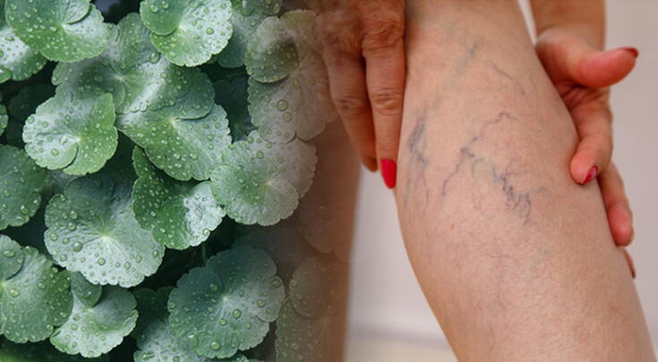 Centella asiática: una solución natural que toma fuerza.