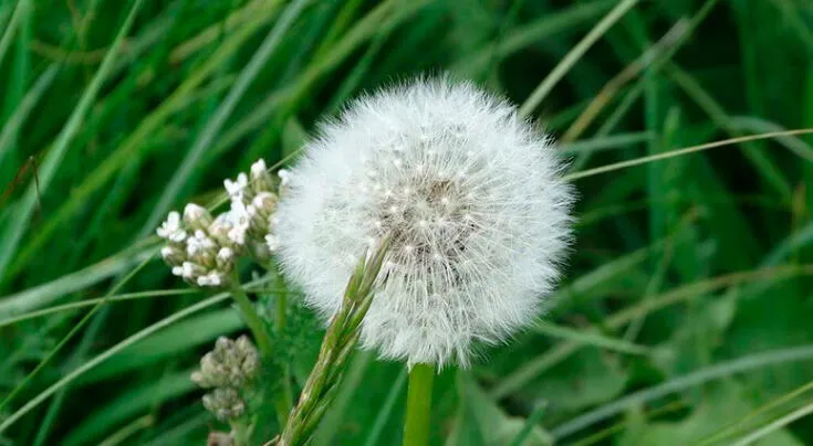 Estos son los beneficios del diente de león para la salud.