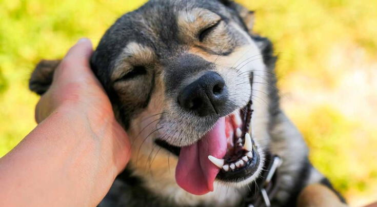 Esto significa acariciar a un perro, según la psicología.